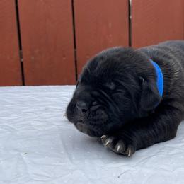 Cane Corso Puppies from Busch Kennels LLC