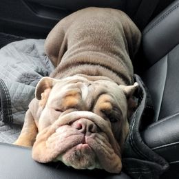 Bulldog Puppies from Triple Crown English Bulldogs