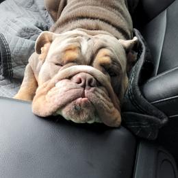 Bulldog Puppies from Triple Crown English Bulldogs
