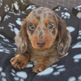 Tootles - Dapple male Dachshund puppy in Tucson, Arizona from Joplin's Hippo House