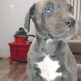 Bonnie - $ Reduced - Blue Great Dane puppy in Marshall, Michigan from Dream K9