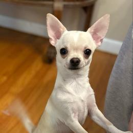 Sheldon - Cream and white male Chihuahua puppy in Niagara County, New York from Coolballow Chihuahuas