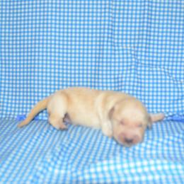 Blue - Golden male Golden Retriever puppy in Webster City, Iowa from Whispering Pines Precious Puppies