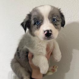 Guinness - Blue merle female Australian Shepherd puppy in Weeki Wachee, Florida from Ace of Spades Australian Shepherds