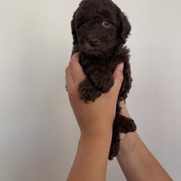 Goldendoodle and Poodle Puppies from Luxipawspoodlesanddoodles