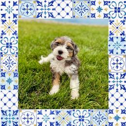 Kai - STUNNING FF - Merle female Bernedoodle puppy in Bowling Green, Ohio from Windy Creek Doodles