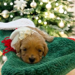 Aspen - Red female Maltipoo puppy in St. George, Utah from Winchester Hills Poodles and Doodles