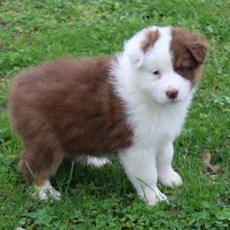 Skylar - Red tri-color female Australian Shepherd puppy in Kansas, Oklahoma from Windy G Farm