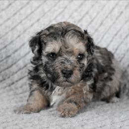 Cooper - Merle male Cockapoo puppy in Ellensburg, Washington from Dawn to Dusk Cockapoos