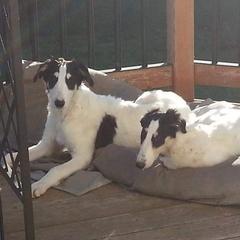 Borzoi Puppies from Hounds of Laureate