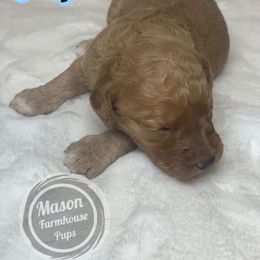 Joplin - Apricot female Goldendoodle puppy in Anniston, Alabama from Mason Farmhouse Poodles, Doodles & Poos (Breeding & Stud Services)