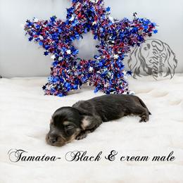 Tamatoa - Black and cream male Dachshund puppy in Prairieville, Louisiana from Southern Barron Danes & Dachshunds
