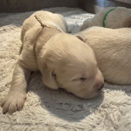 Tan - Yellow male Labrador Retriever puppy in Centreville, Maryland from Barbihaus Kennels