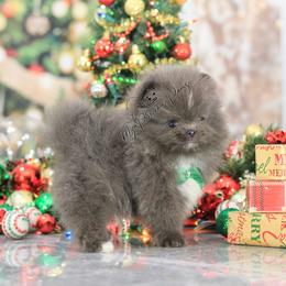 AKC Apollo - Blue male Pomeranian puppy in Sacramento, California from My Precious Poms