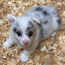 Boy 2 - Blue merle and white male American Corgi puppy in Hico, Texas from Chisholm Trail Kennels