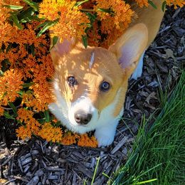 Pembroke Welsh Corgi Puppies from Rose Water Corgis