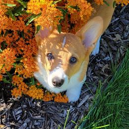 Pembroke Welsh Corgi Puppies from Rose Water Corgis