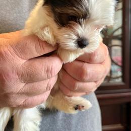 Savanah - Black tan and white female Biewer Terrier puppy in Louisiana from Maddylane Biewer Terriers