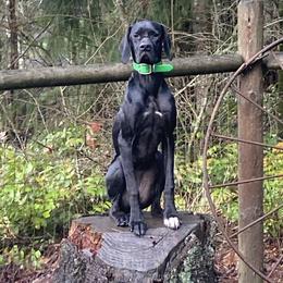 Romey - Pointer