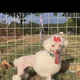 Poodle and Toy Australian Shepherd All Grown Up from 2B Aussies