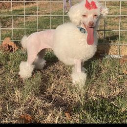 Poodle and Toy Australian Shepherd All Grown Up from 2B Aussies