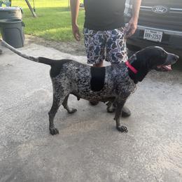 Bluetick Coonhounds from RE Hounds