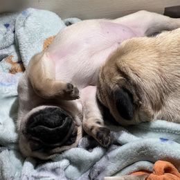 French Bulldog and Pug Puppies from Peachy Pugs