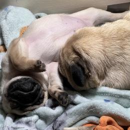 French Bulldog and Pug Puppies from Peachy Pugs