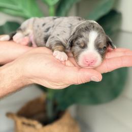 Gray - Blue merle male Bernedoodle puppy in Charleston, South Carolina from Palm Belle Doodles