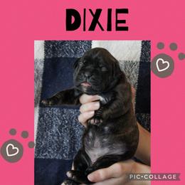 Dixie - Brindle female Boxer puppy in Perry, Michigan from Boxer Boulevard