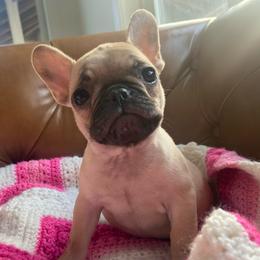 Petunia - Fawn female French Bulldog puppy in Sidney Center, New York from iFrenchi