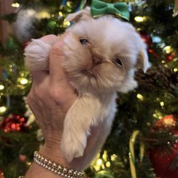 Chanel - Cream and white female Shih Tzu puppy in Big Sandy, Texas from Heart and Soul Shih Tzu
