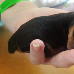 Yorkshire Terrier Puppies from Angela Coleman