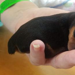 Yorkshire Terrier Puppies from Angela Coleman