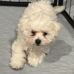Bichon Frise All Grown Up from Johnson's Pups