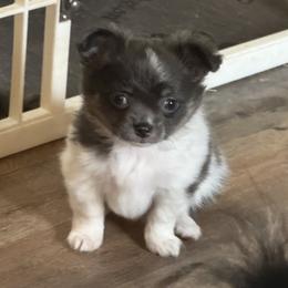 Bluey - Blue and white male Chihuahua puppy in Hackleburg, Alabama from Clements Chihuahua