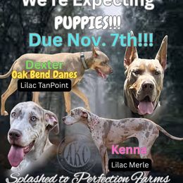 Great Dane puppies from Boston’s With a Splash & Sapphire’s Royal Danes