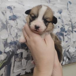 Moon - girl - 5th born - White and red female Pembroke Welsh Corgi puppy in Tomball, Texas from Larsen Loved Corgis
