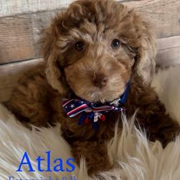 Atlas - Merle male Goldendoodle puppy in Decatur, Texas from Scherrer Sweet Goldendoodles