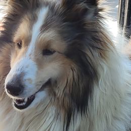 Jolen - Shetland Sheepdog