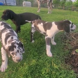 Great Danes from House of Henry Great Danes 2