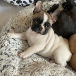 French Bulldog Puppies from Smileys French bulldogs