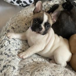 French Bulldog Puppies from Smileys French bulldogs
