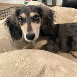 Dachshunds from Big Creek mini dachshund