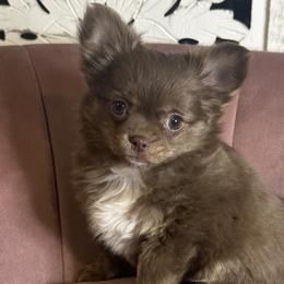 Cindy - Chocolate and tan female Chihuahua puppy in Northboro, Iowa from So Sweet Chihuahuas