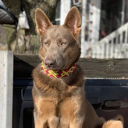 Cinnamon  - German Shepherd