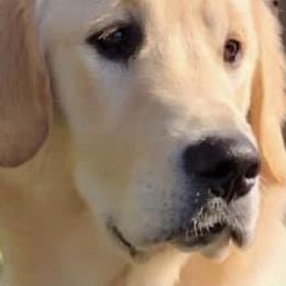 Golden Retriever All Grown Up from Sadie Lane Family Goldens
