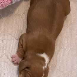 Dachshund Puppies from Witchy Woman’s Wiener’s