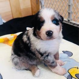 Hardy - Blue merle male Australian Shepherd puppy in Mckenzie, Tennessee from Whispering Iris Aussies