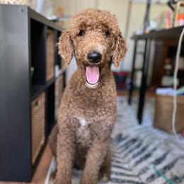 Rubi - Poodle